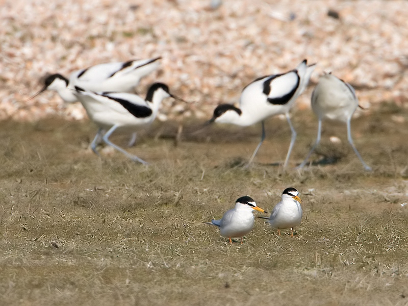 Sterna albifrons Dwergstern Little Tern